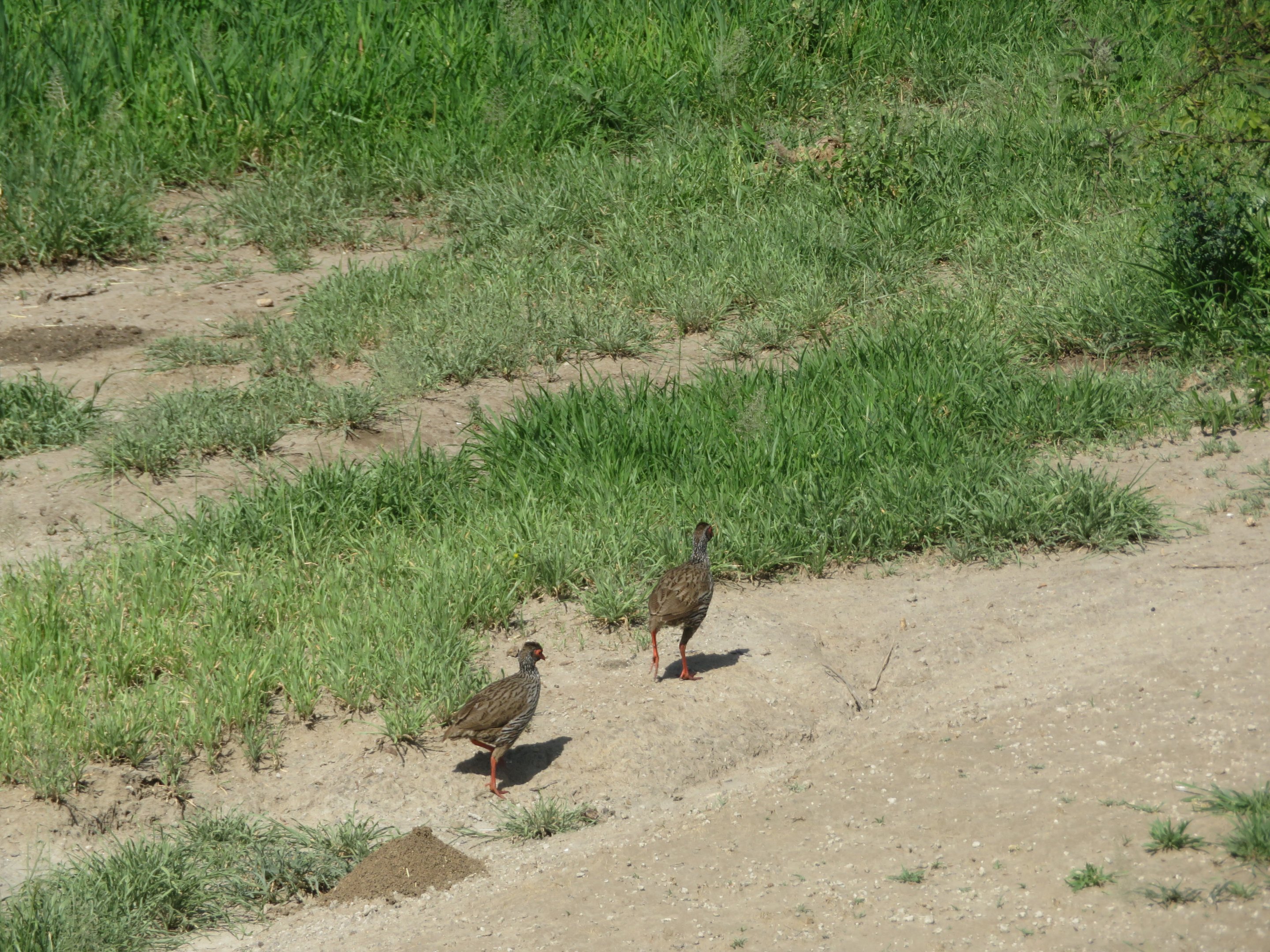 Red-legged Spurfowl