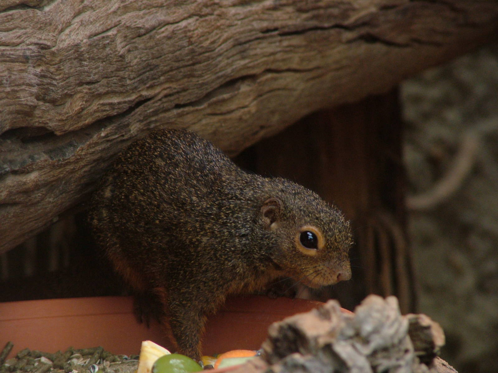 Red-legged Sun Squirrel at Cologne, 07/09/10