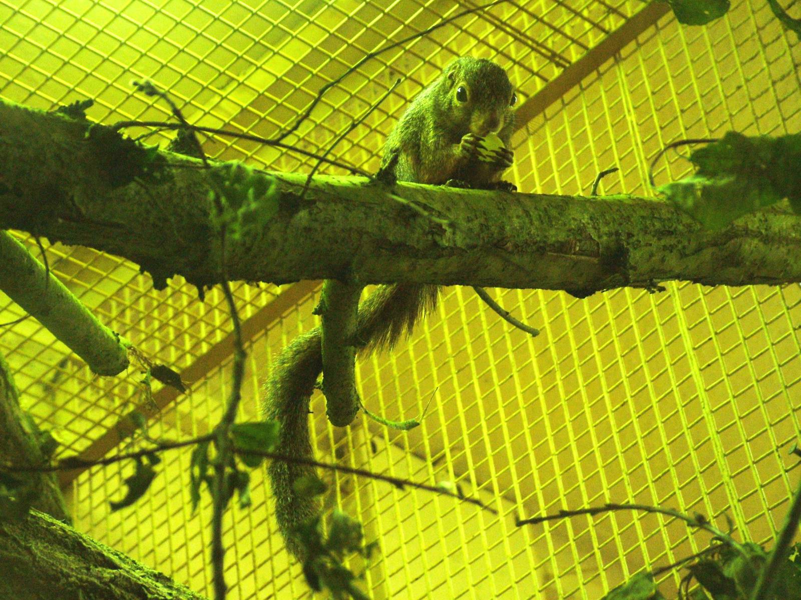 Red-legged Sun Squirrel at Plzen, 25/05/10