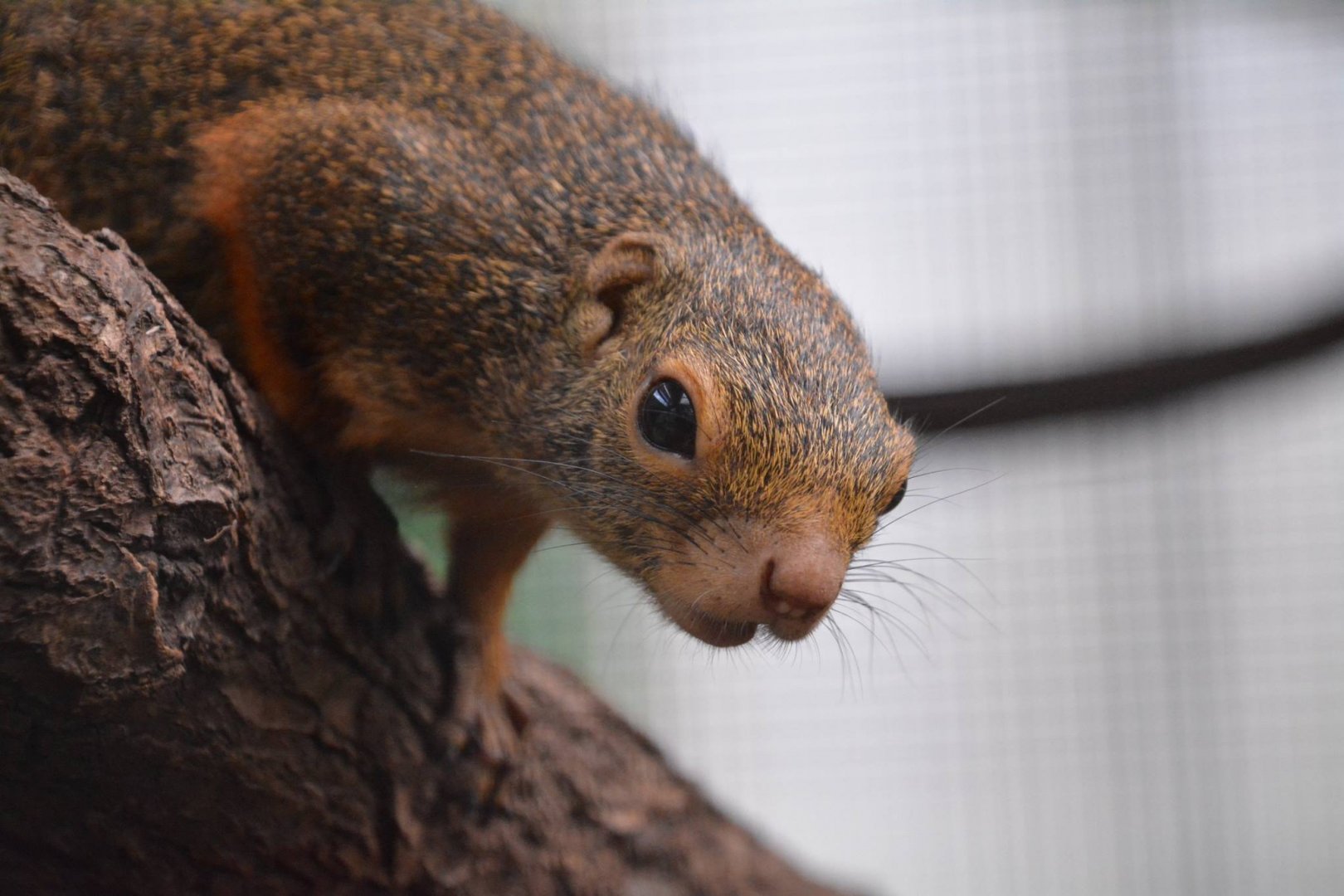 Red-legged sun squirrel (Heliosciurus rufobrachium)