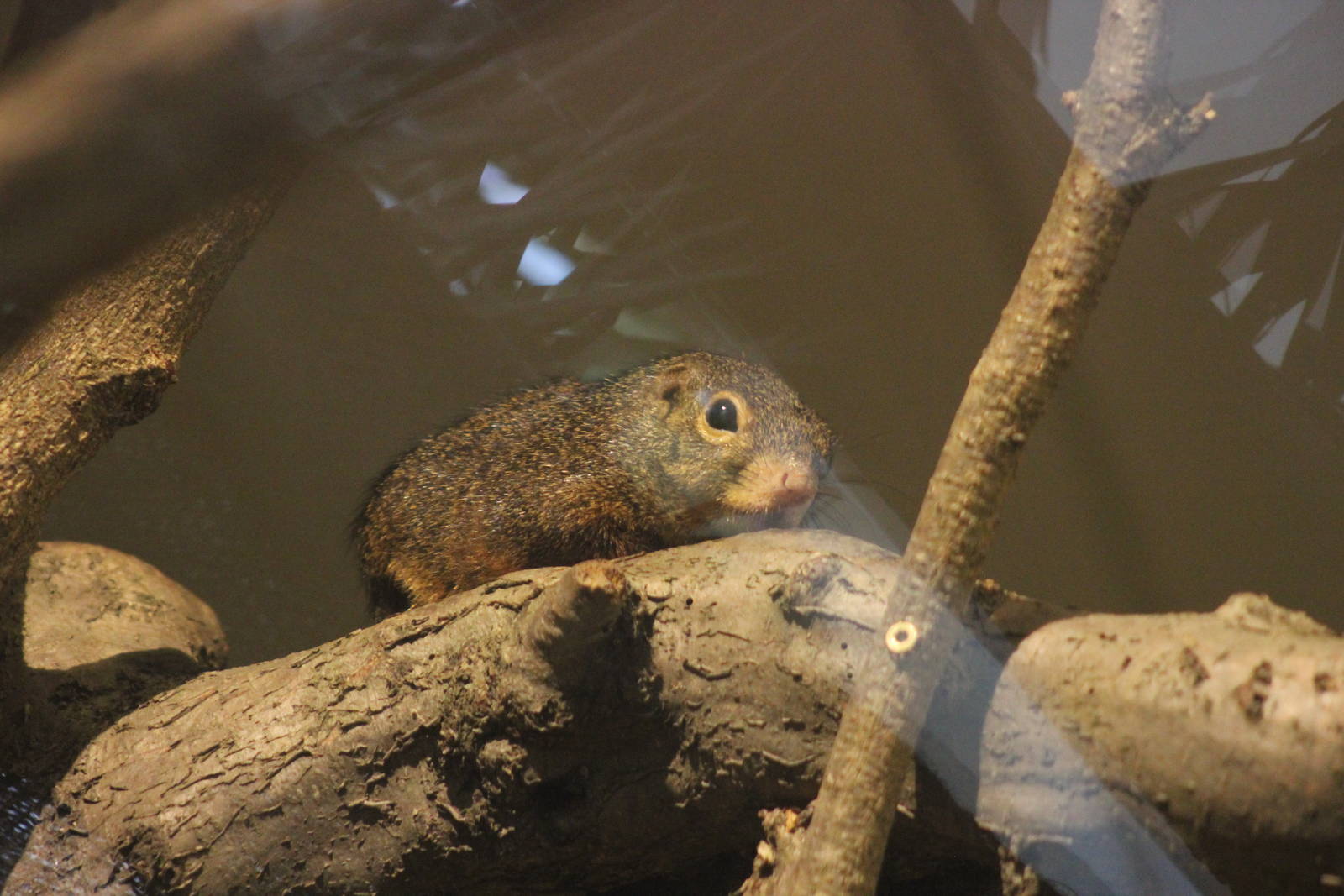 Red-legged sun squirrel