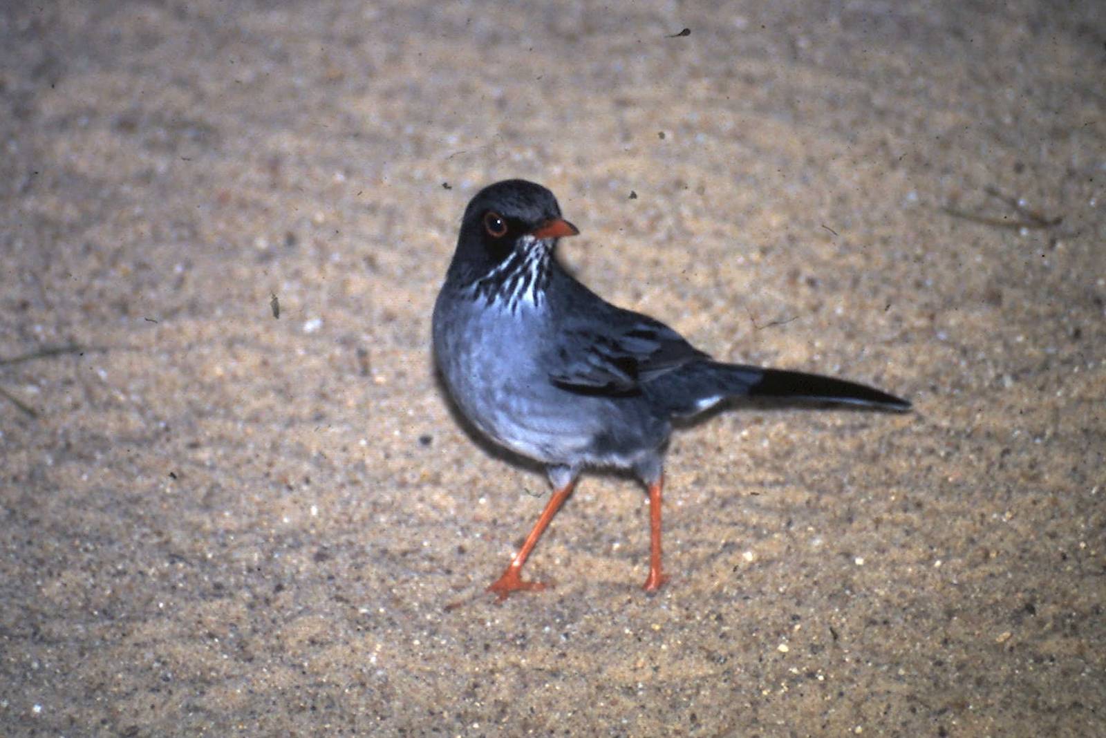 Red-legged thrush