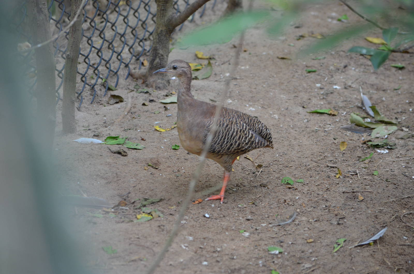 Red legged tinamou