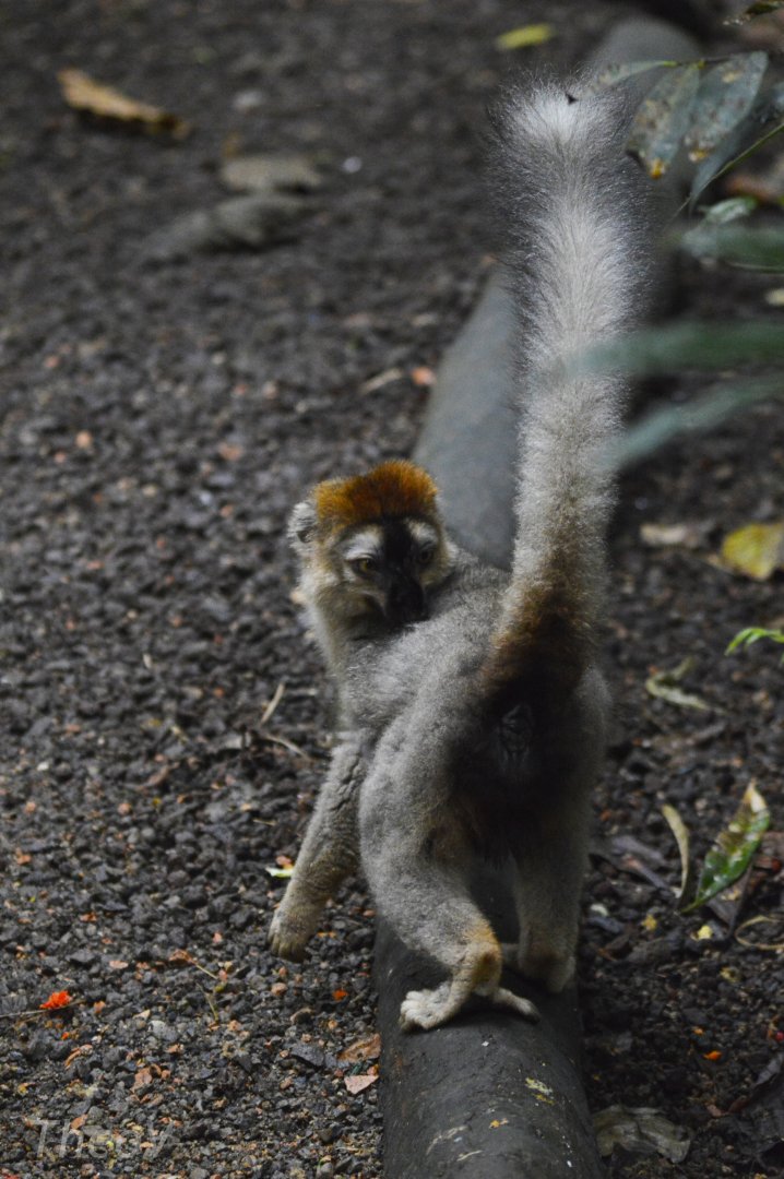 Red lemur [2018]