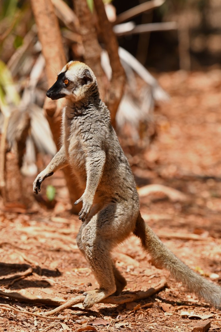 Red lemur (Eulemur rufus)