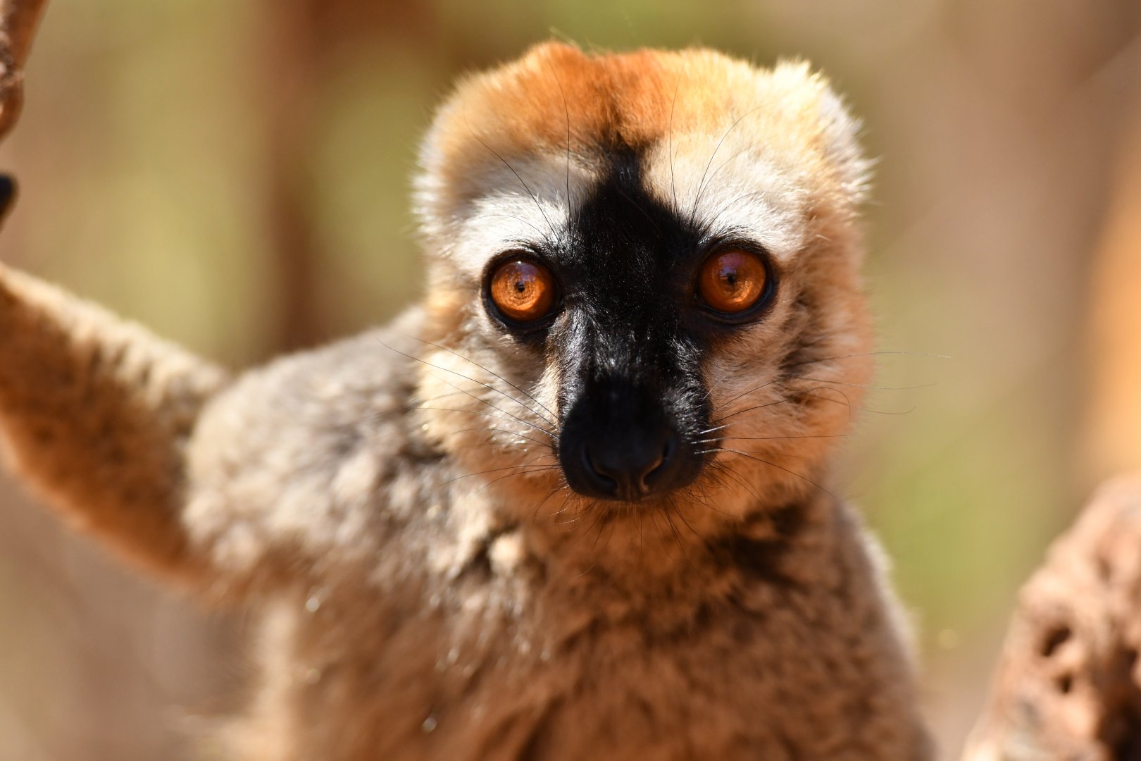 Red lemur (Eulemur rufus)