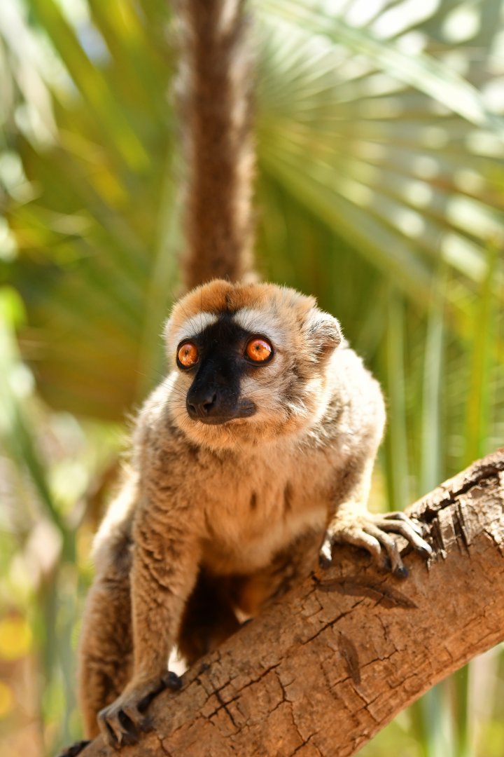 Red lemur (Eulemur rufus)