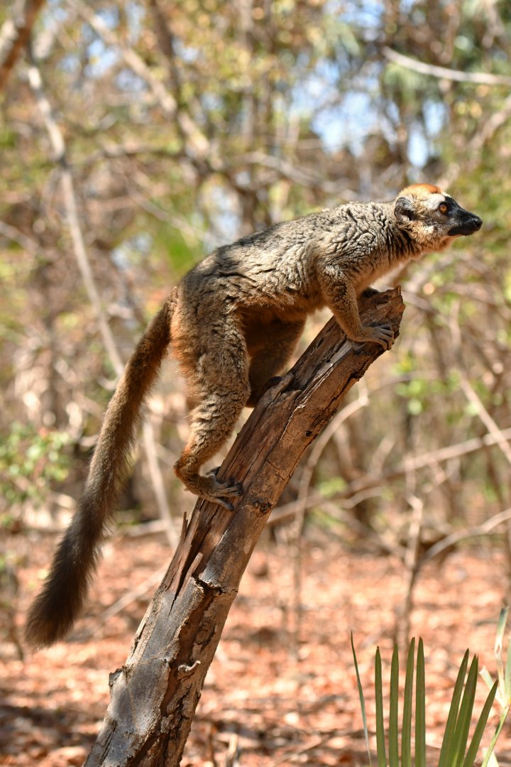 Red lemur (Eulemur rufus)