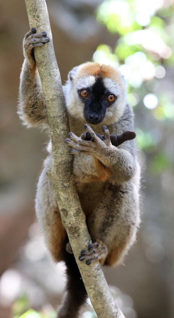 red lemur (Eulemur rufus)