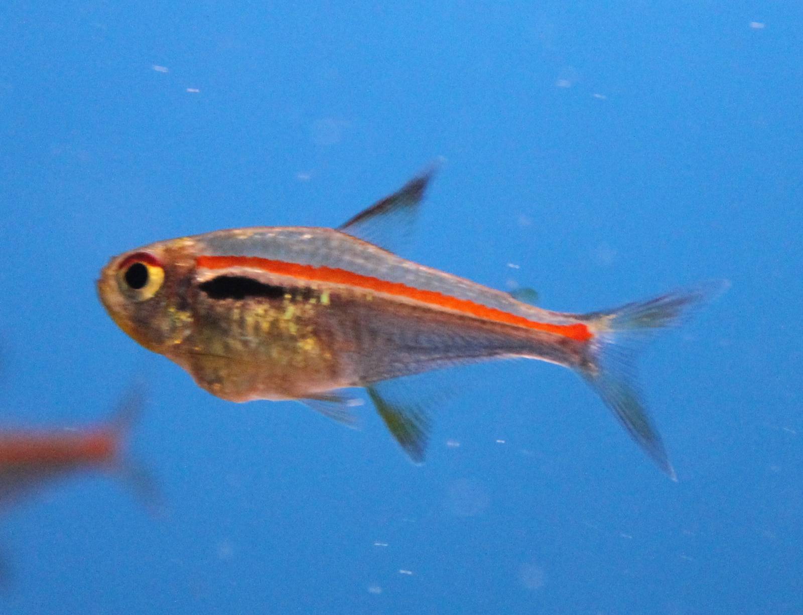 Red-line tetra