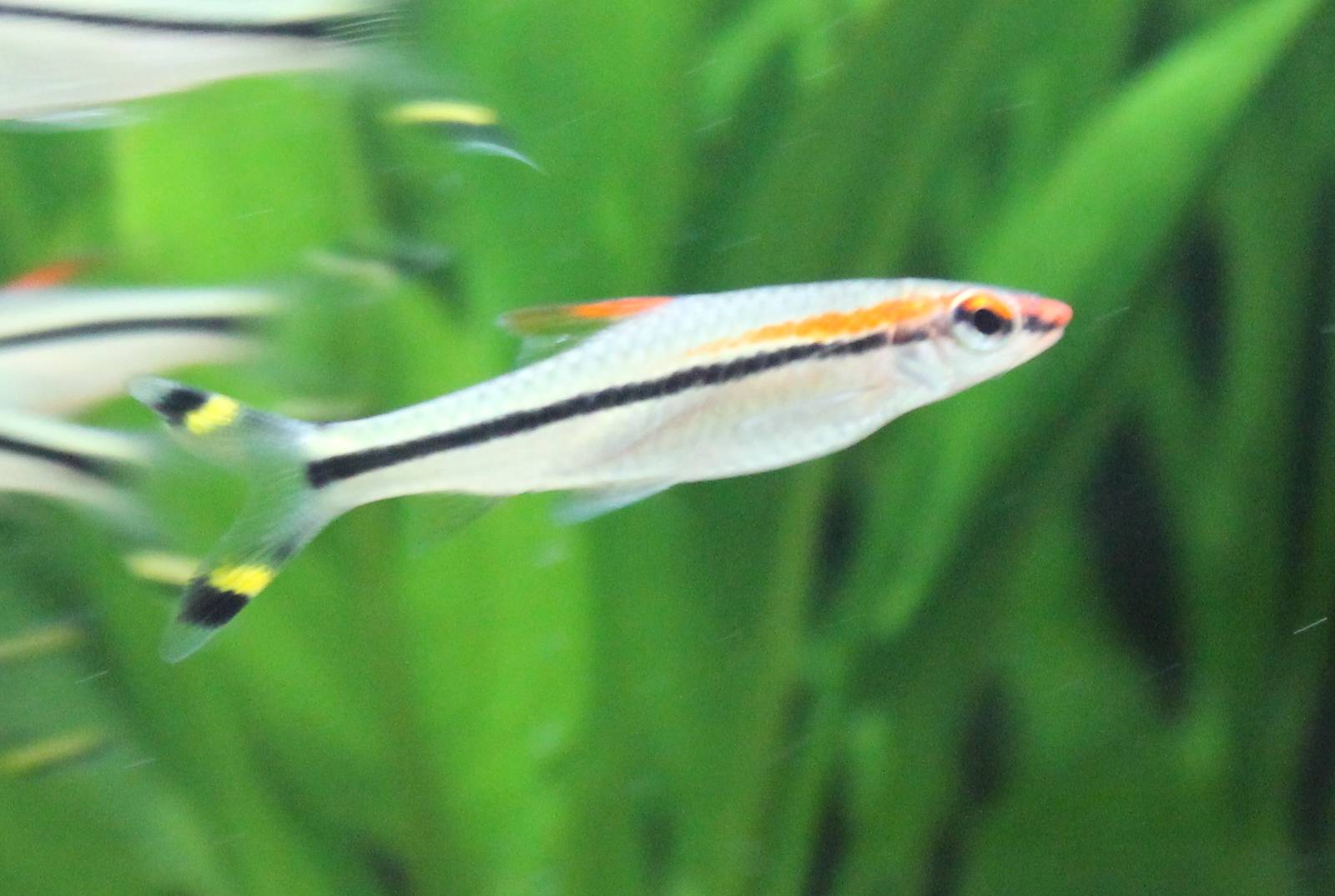 Red line torpedo barb
