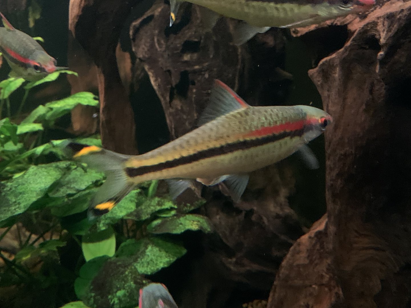 Red line torpedo barb