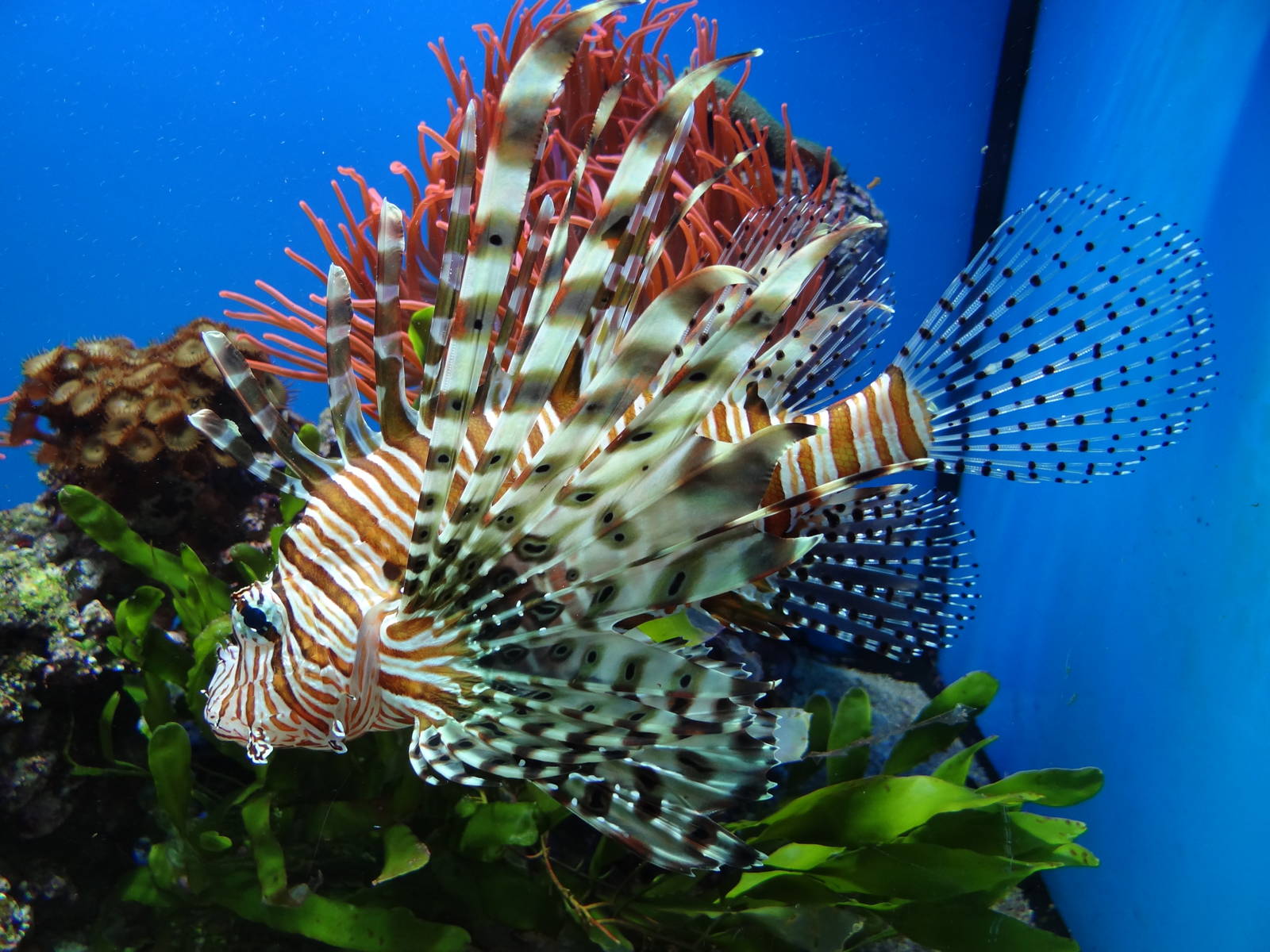 Red lion fish (Pterois volitans)