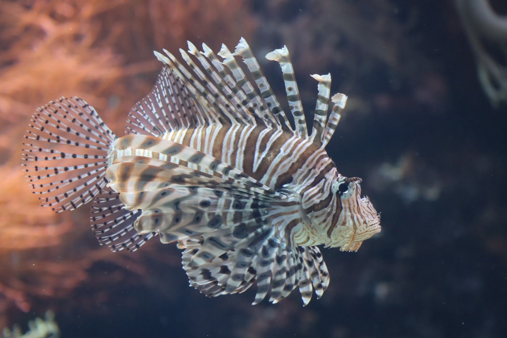 Red Lionfish - 20 June 2024