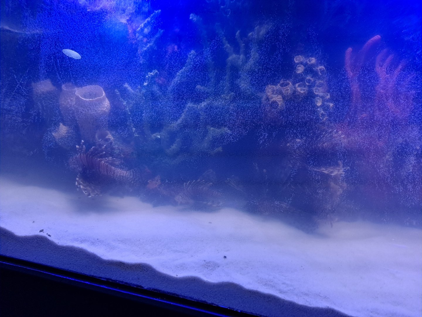 Red Lionfish (4/19/25)