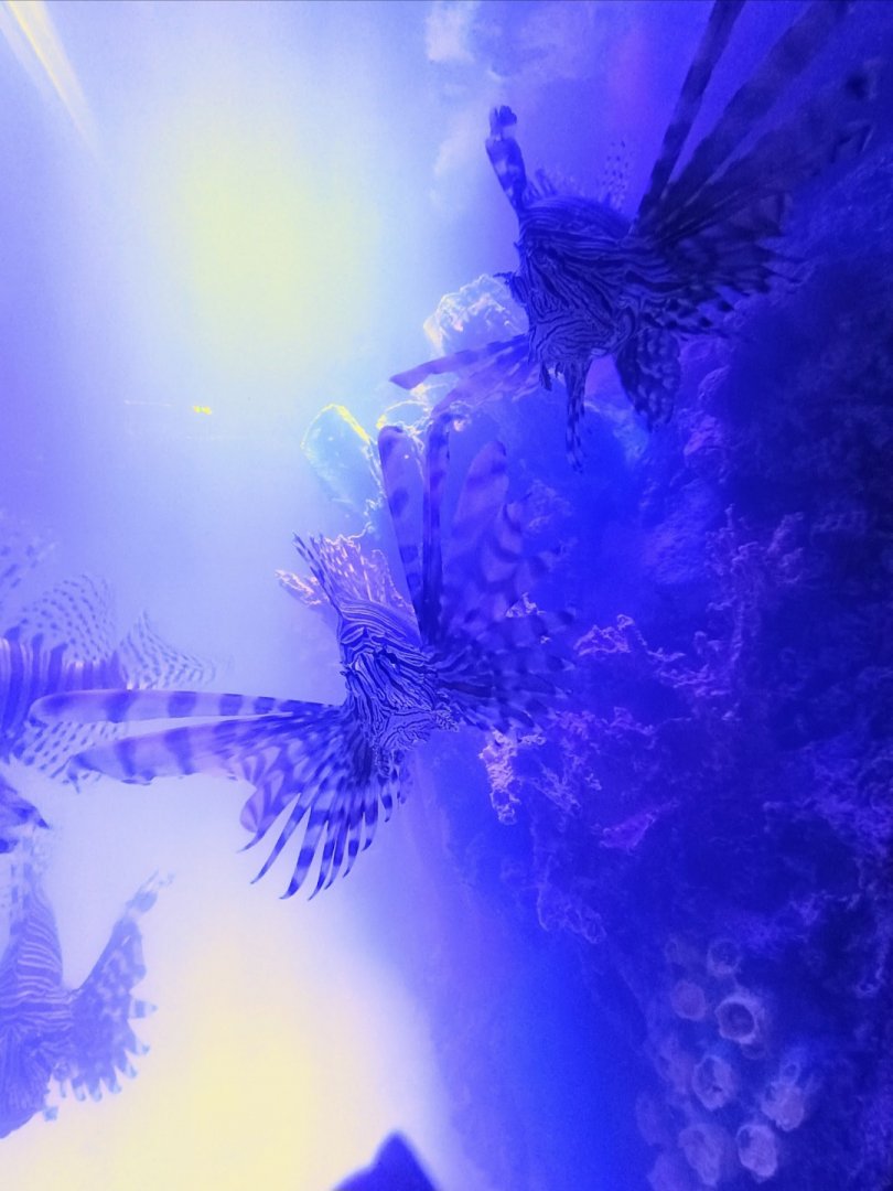 Red Lionfish (6/21/25)