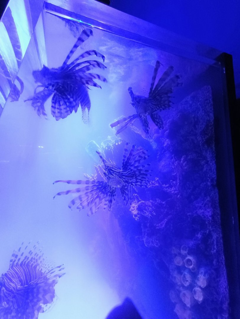 Red Lionfish (6/21/25)