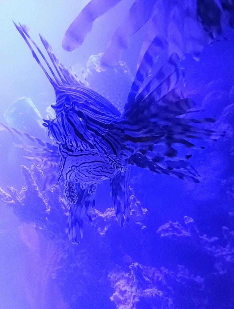 Red Lionfish (6/21/25)