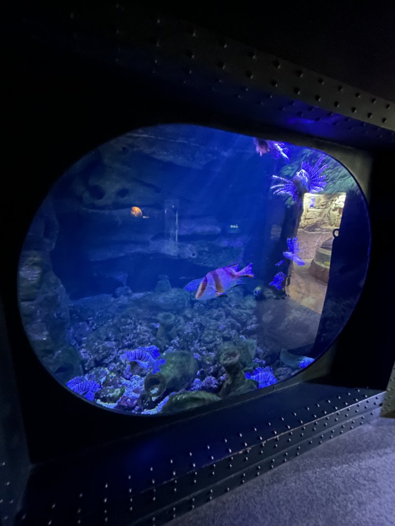 Red lionfish aquarium