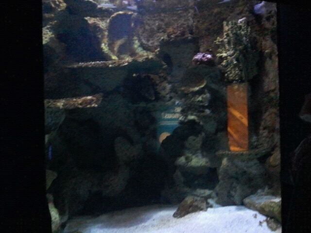 Red lionfish/Humpback grouper/Stonefish tank