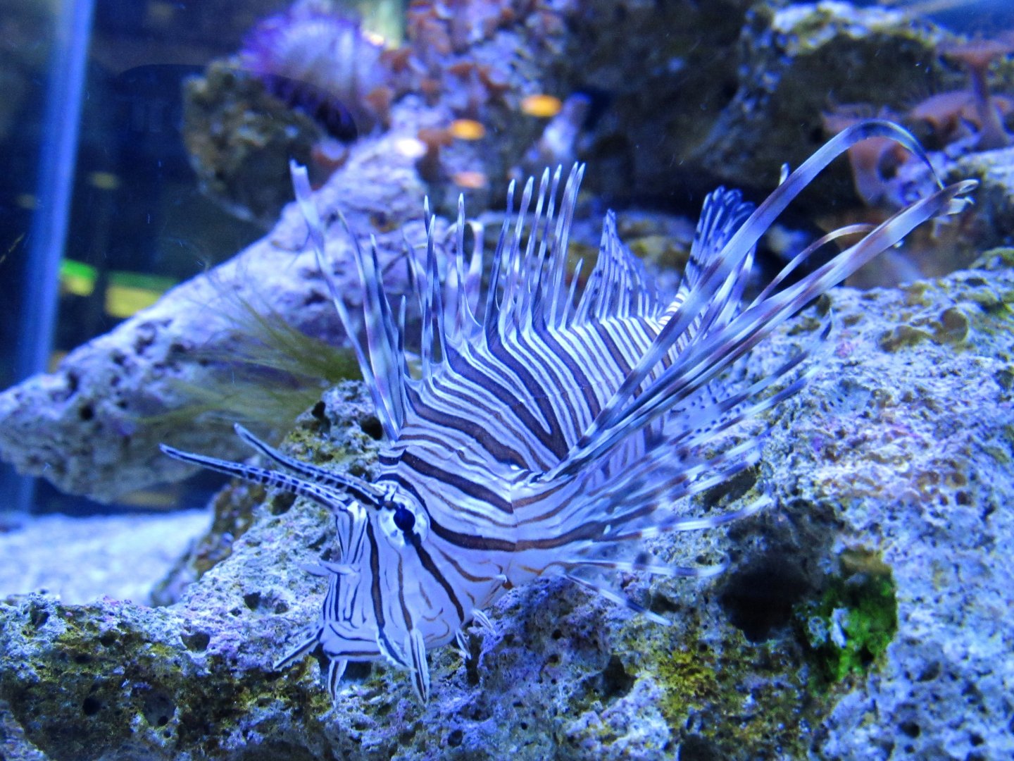 Red lionfish- John Pennekamp Coral Reef State Park Visitor Center and Aquarium