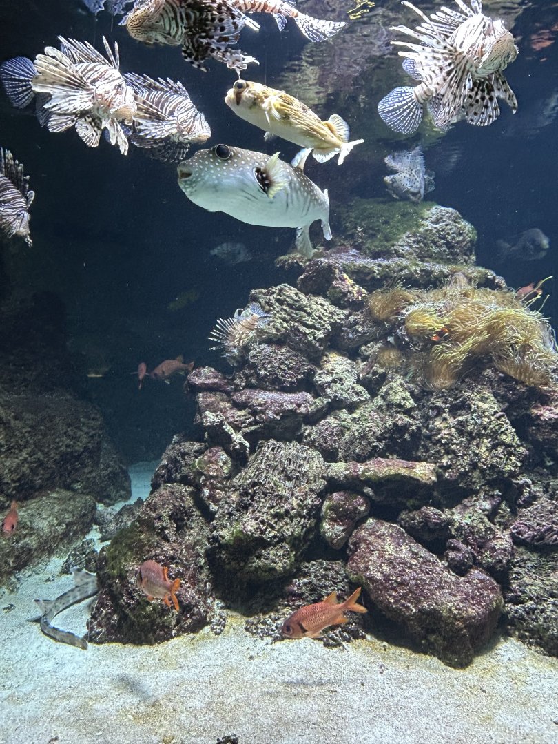 Red lionfish, longspine porcupinefish, white-spotted pufferfish, …