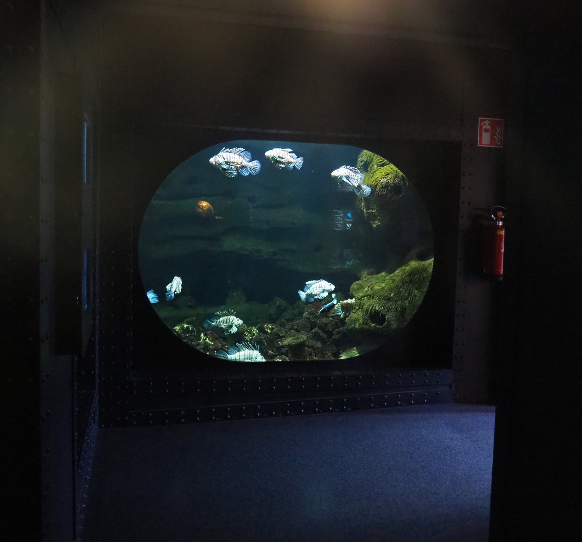 Red lionfish, Moray and Bluestreak cleaner wrasse tank, 2022-09-14