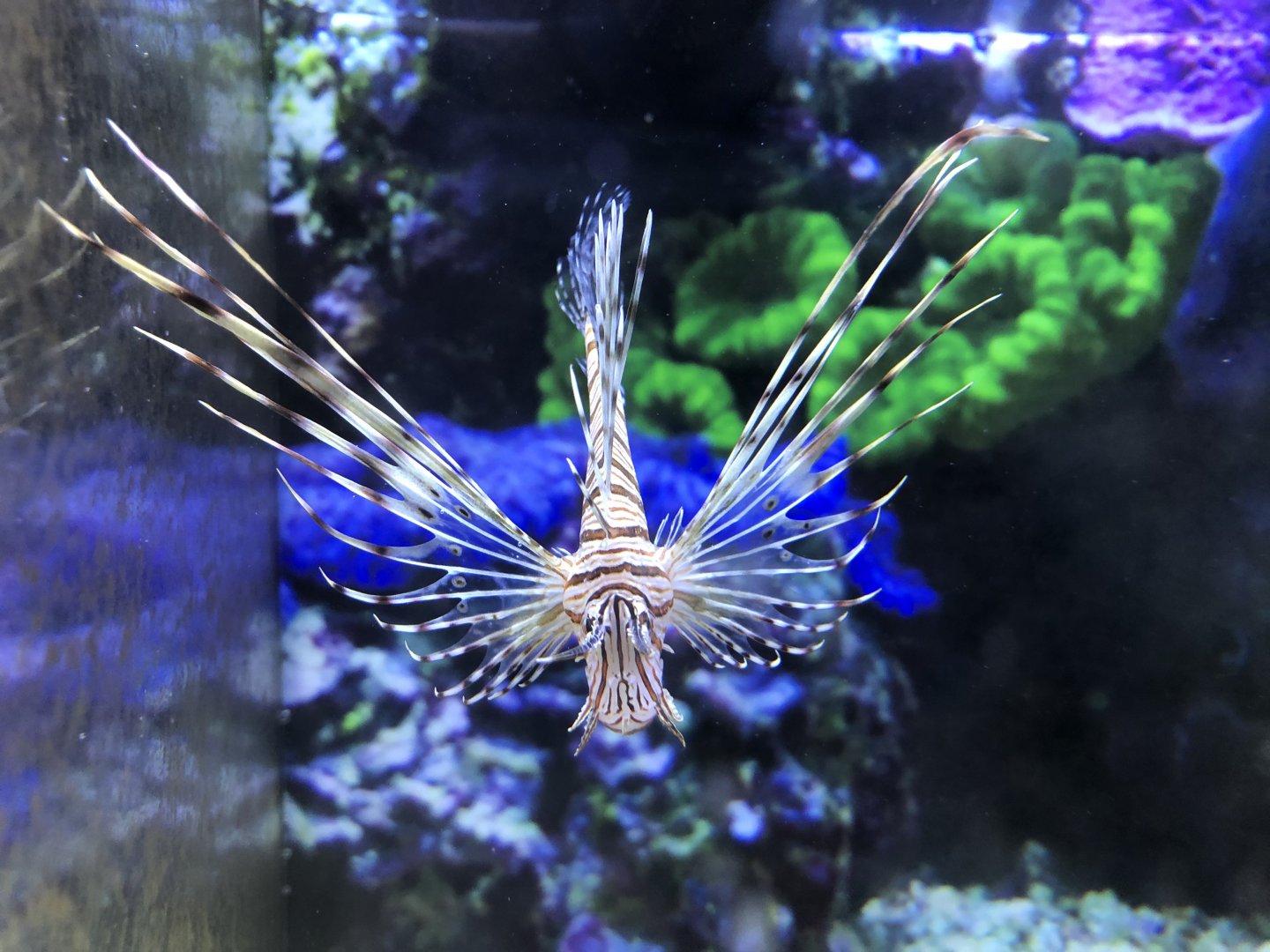Red lionfish (Petco)