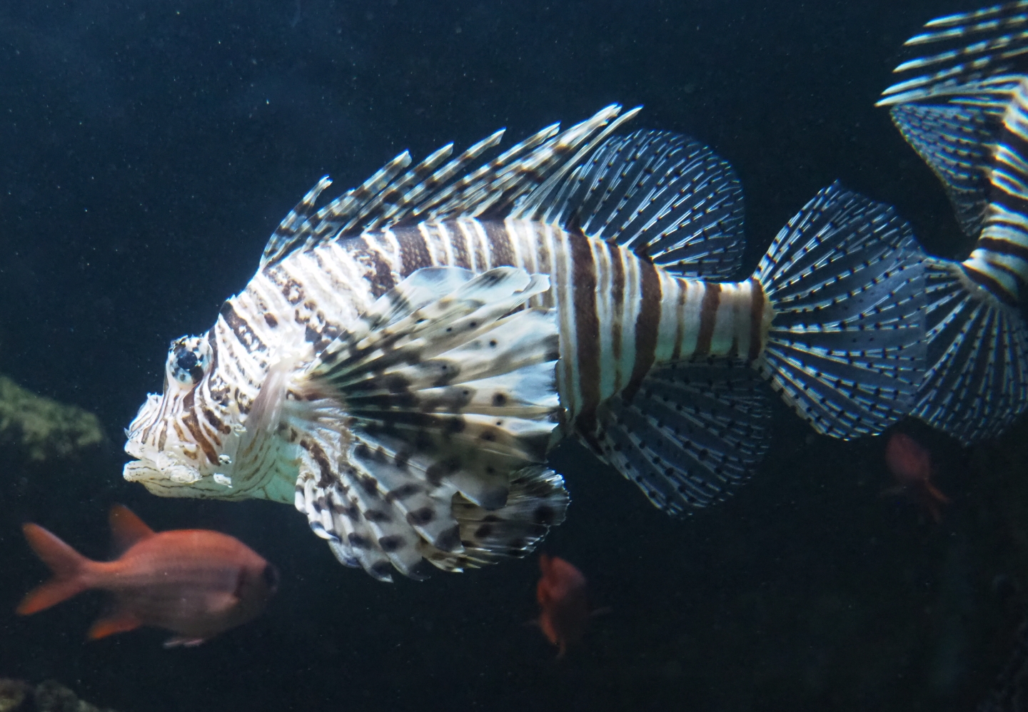 Red lionfish (Pteriois volitans), 2019-04-20
