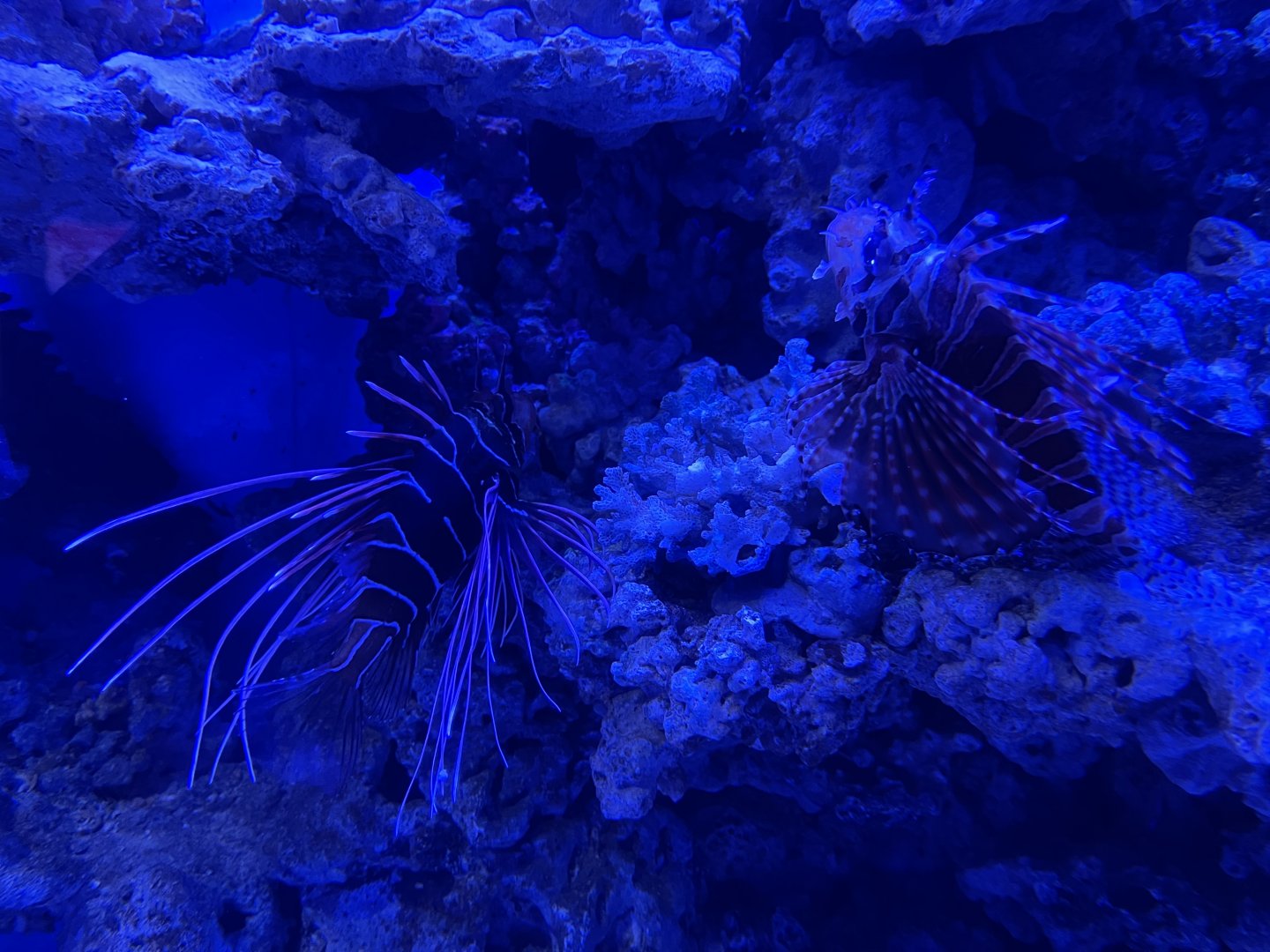 red lionfish (pterois radiata) & clearfin lionfish (pterois radiata) - BX Sea