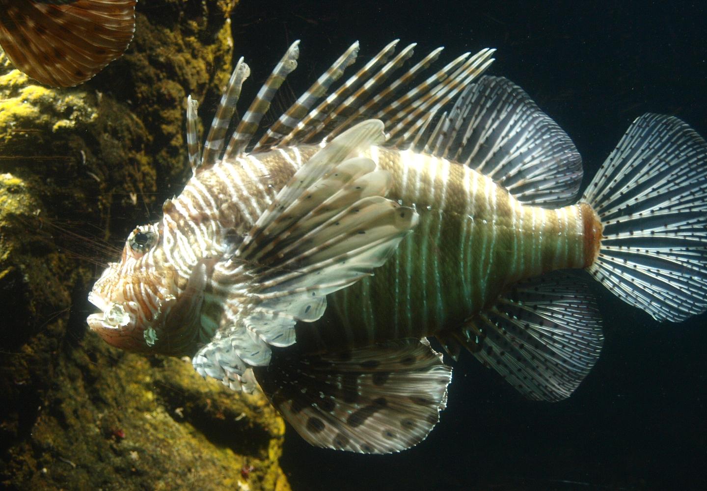 Red lionfish (Pterois volitans), 2015-07-19