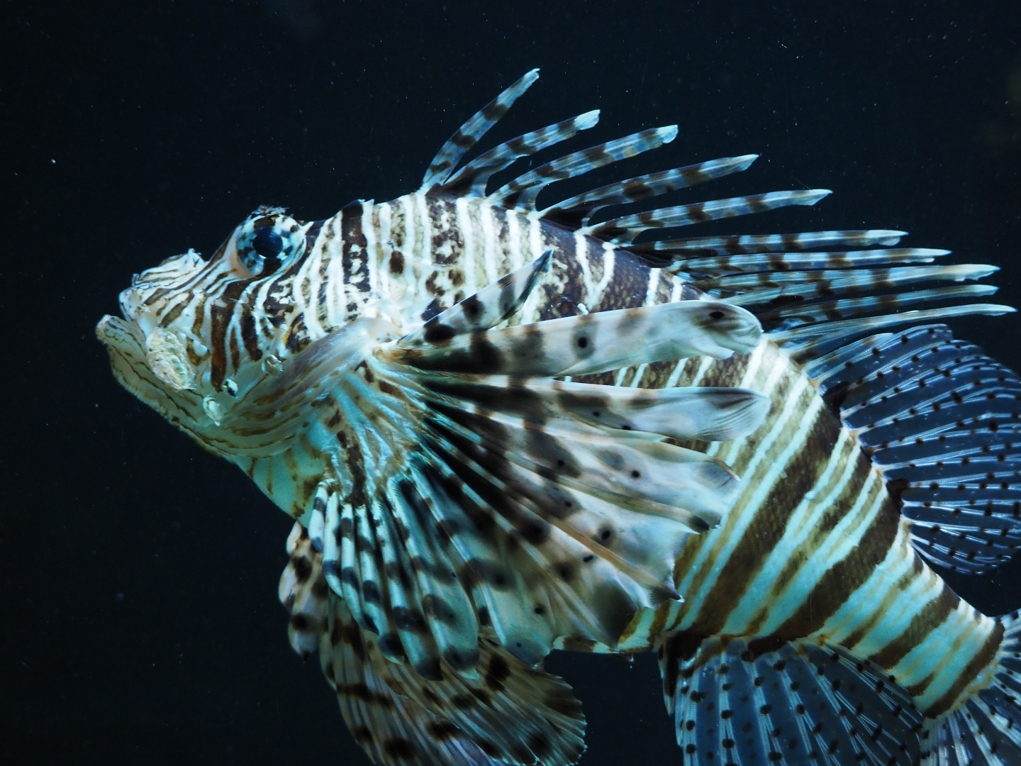 Red lionfish (Pterois volitans), 2019-09-21