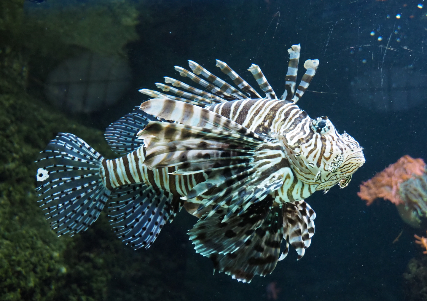 Red lionfish (Pterois volitans), 2019-12-30
