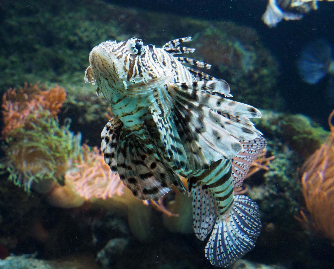 Red lionfish (Pterois volitans), 2020-05-24