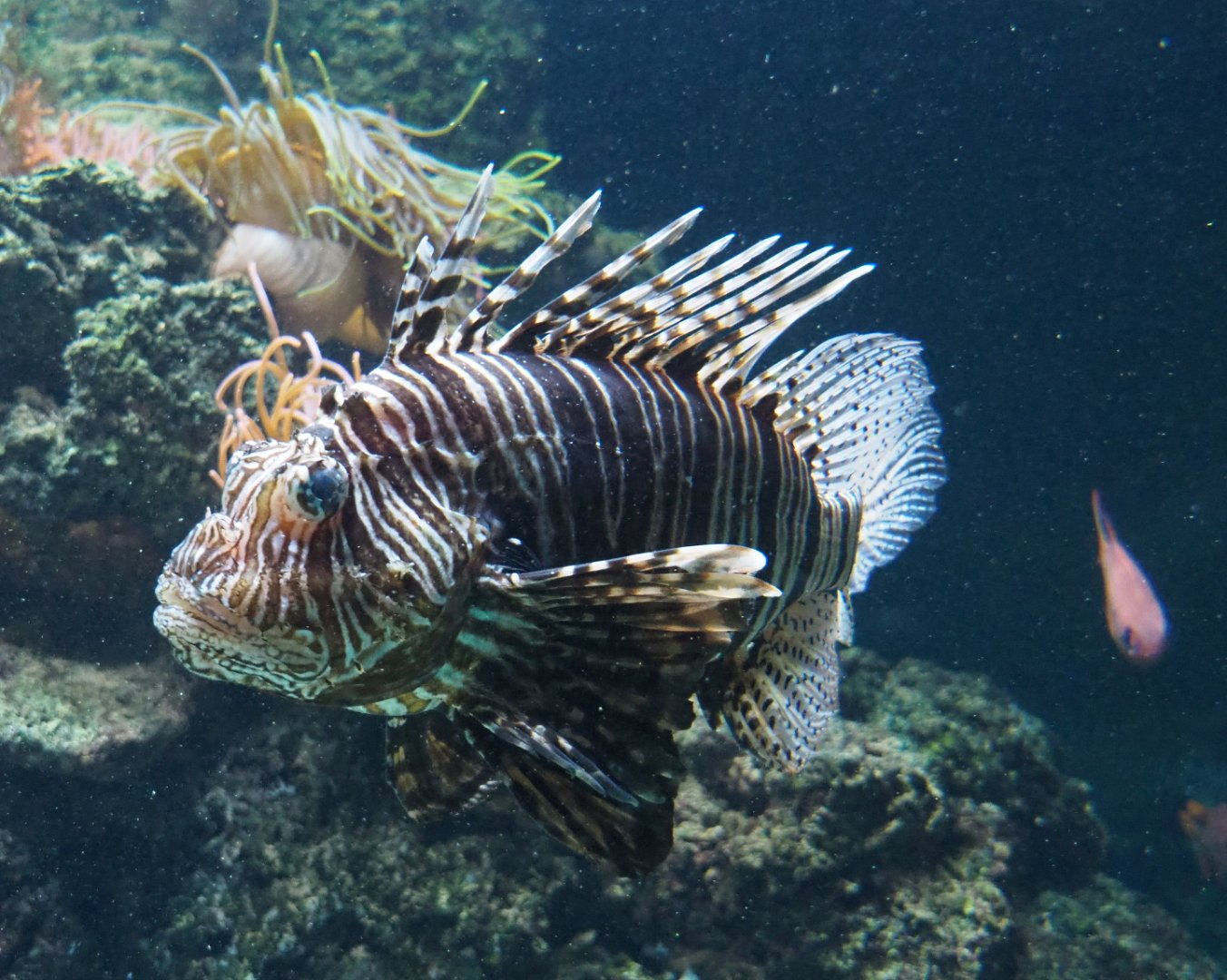 Red lionfish (Pterois volitans), 2020-06-28