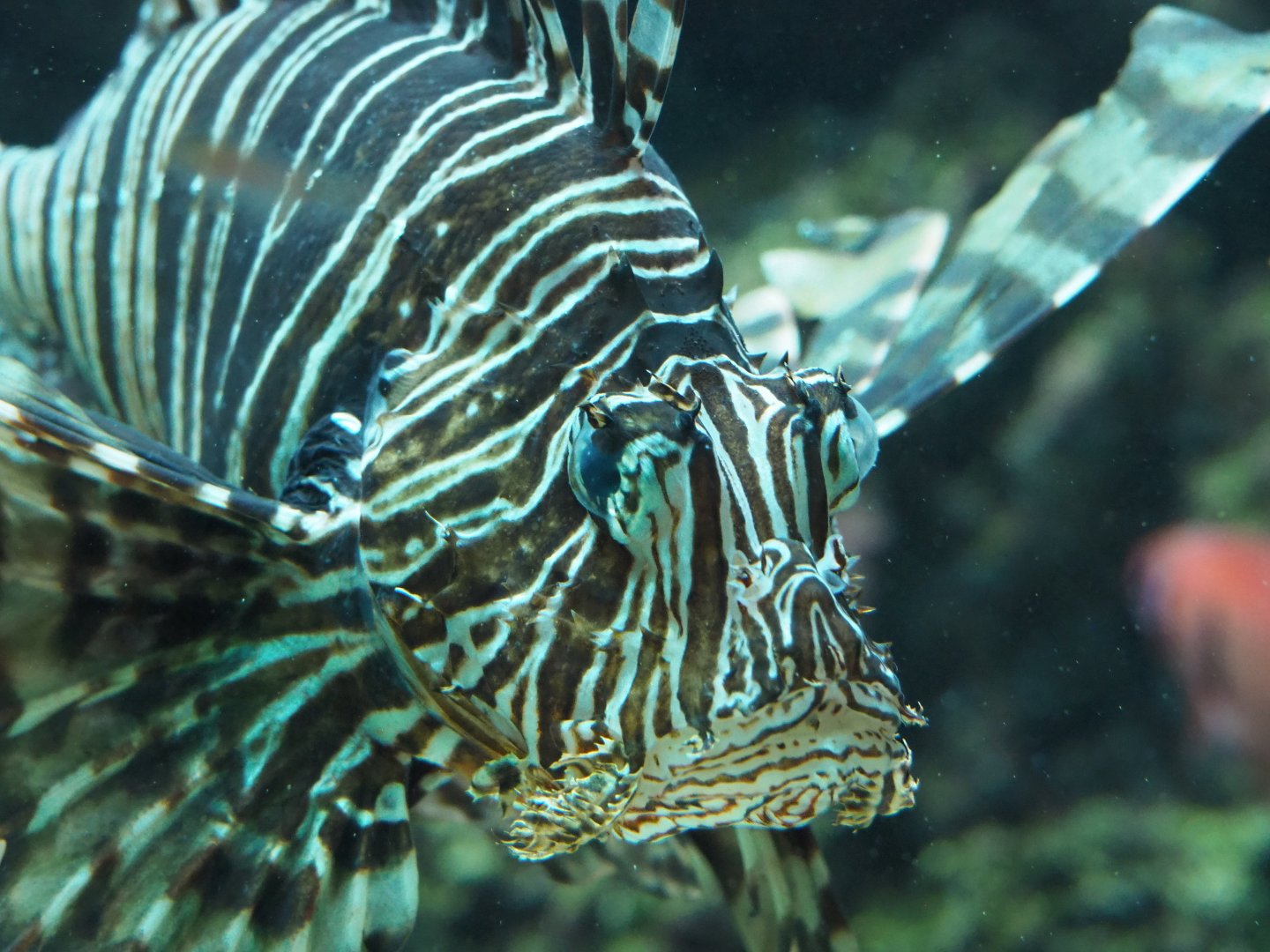 Red lionfish (Pterois volitans), 2020-06-28