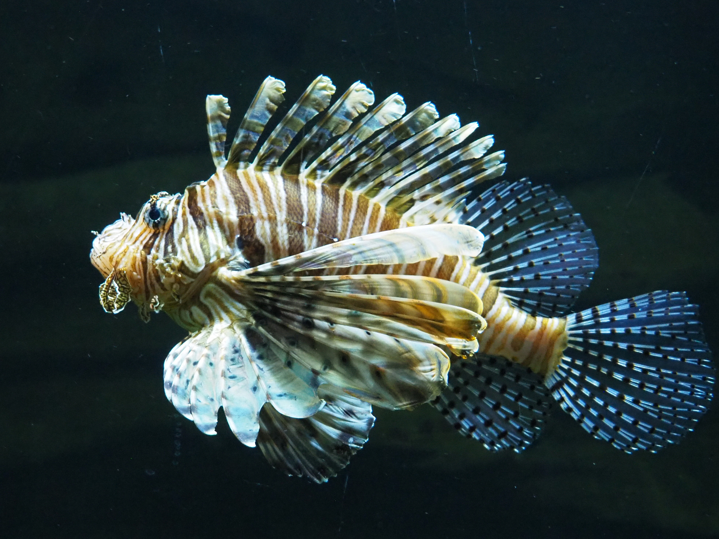 Red lionfish (Pterois volitans), 2020-09-03
