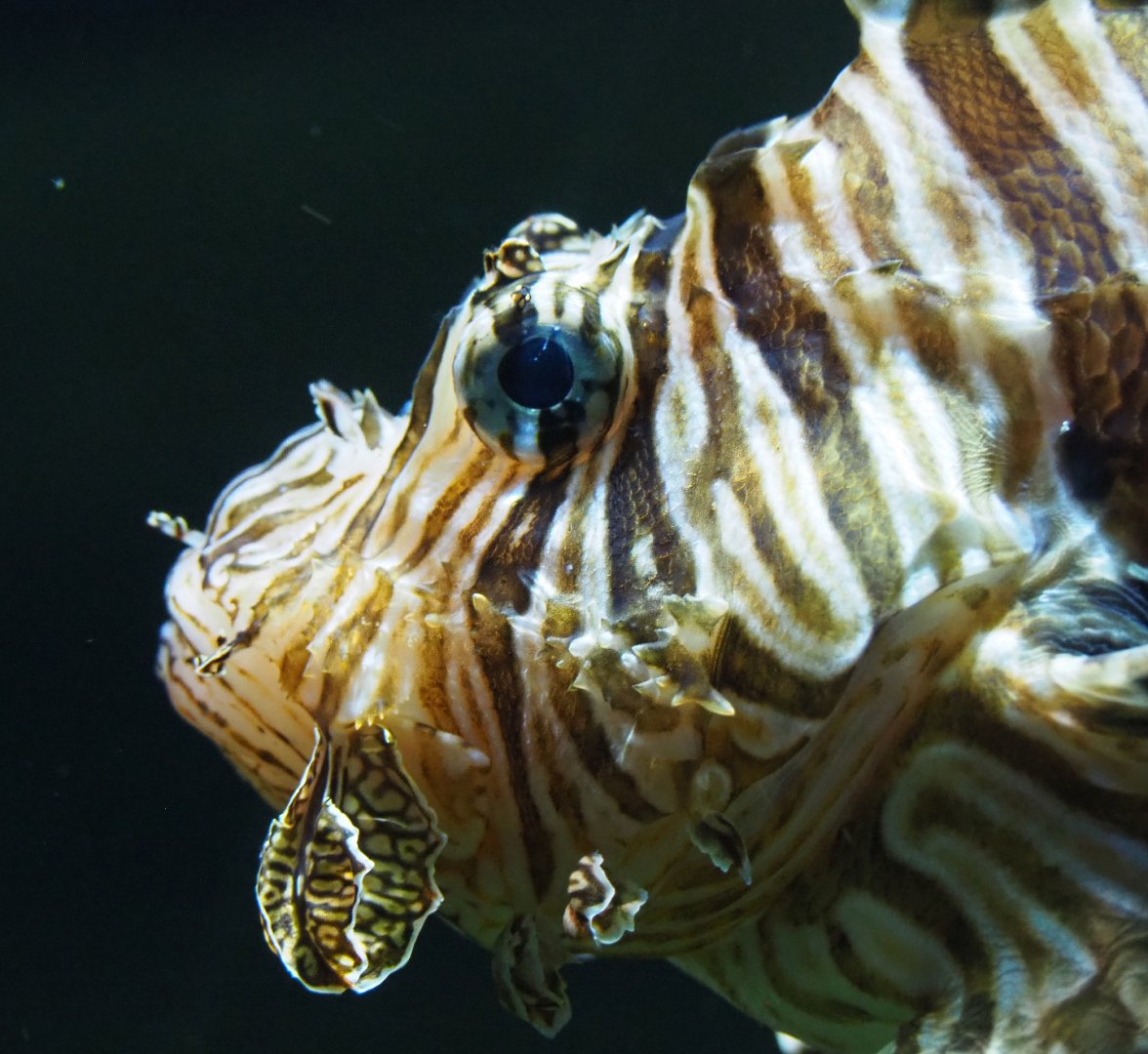 Red lionfish (Pterois volitans), 2020-09-03