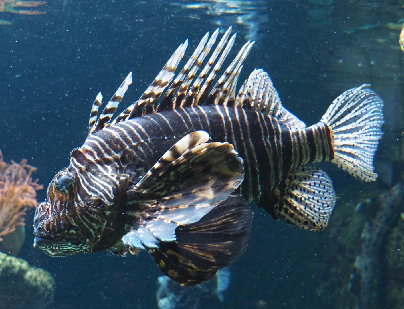 Red lionfish (Pterois volitans), 2020-09-20