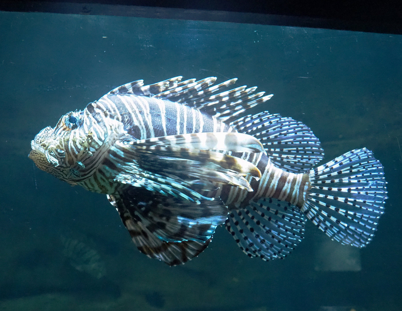 Red lionfish (Pterois volitans), 2022-09-14