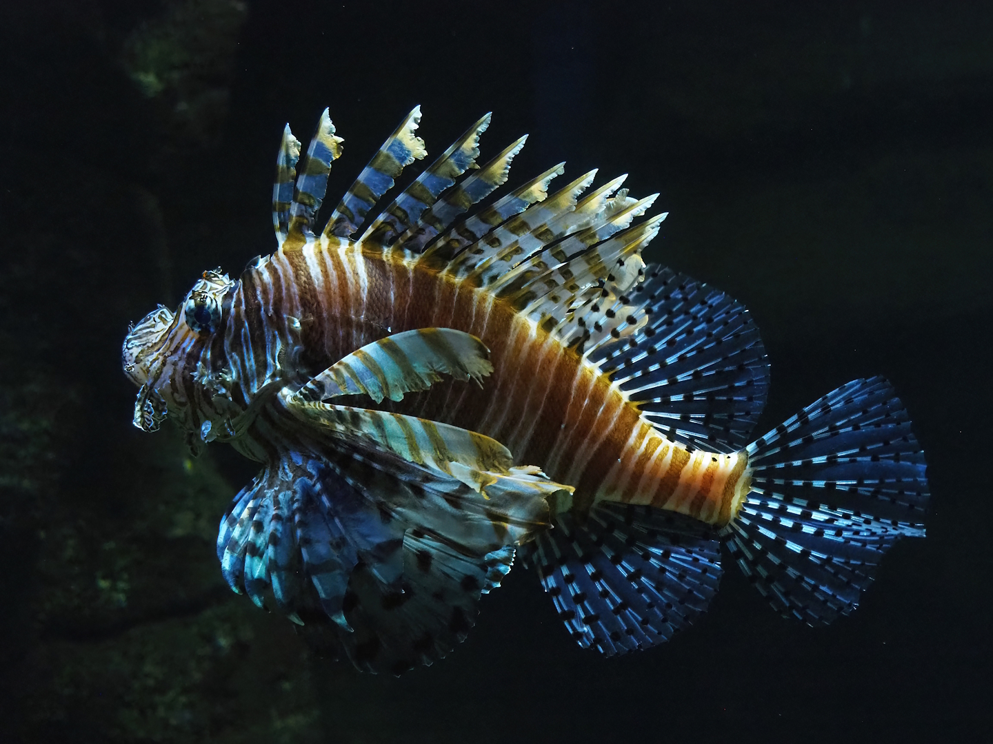 Red lionfish (Pterois volitans), 2023-05-15