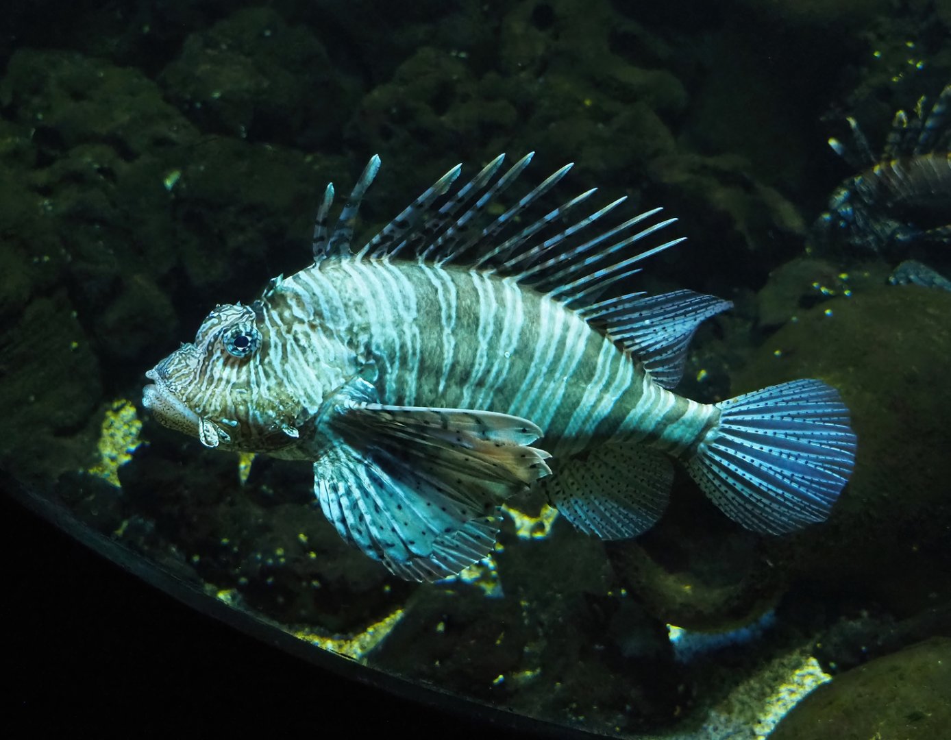 Red lionfish (Pterois volitans), 2023-10-13