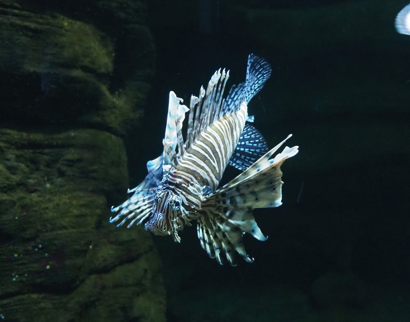 Red lionfish (Pterois volitans), 2023-10-13