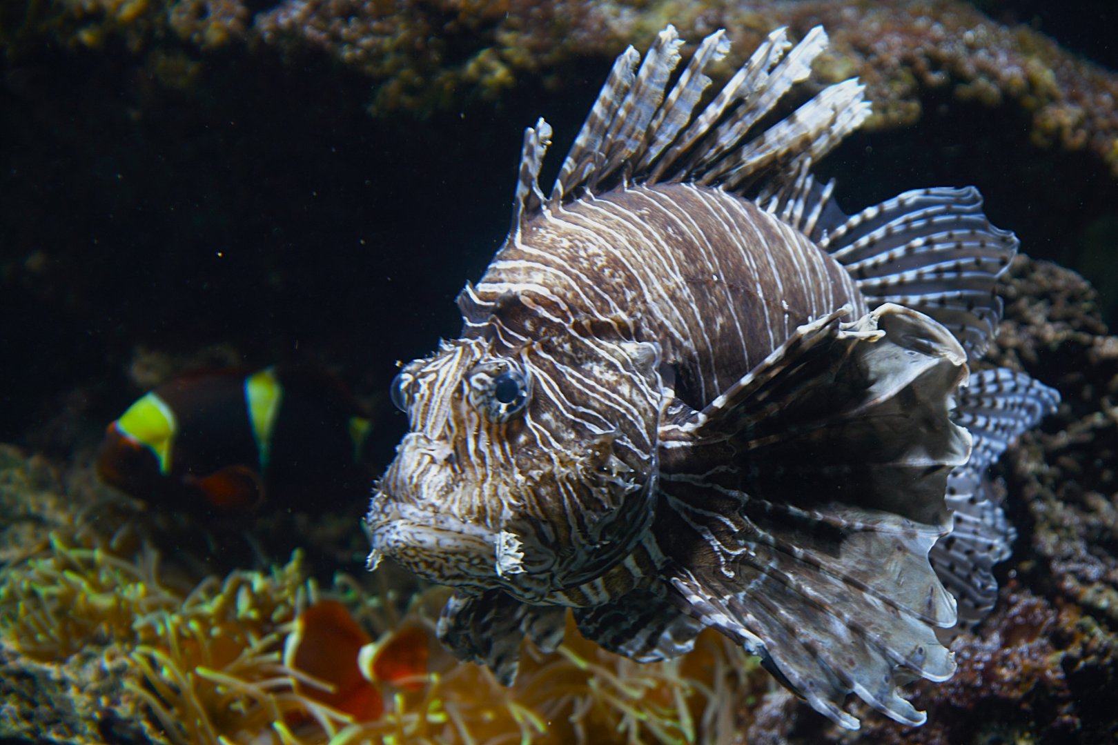 Red Lionfish (Pterois volitans), 2025-01-20