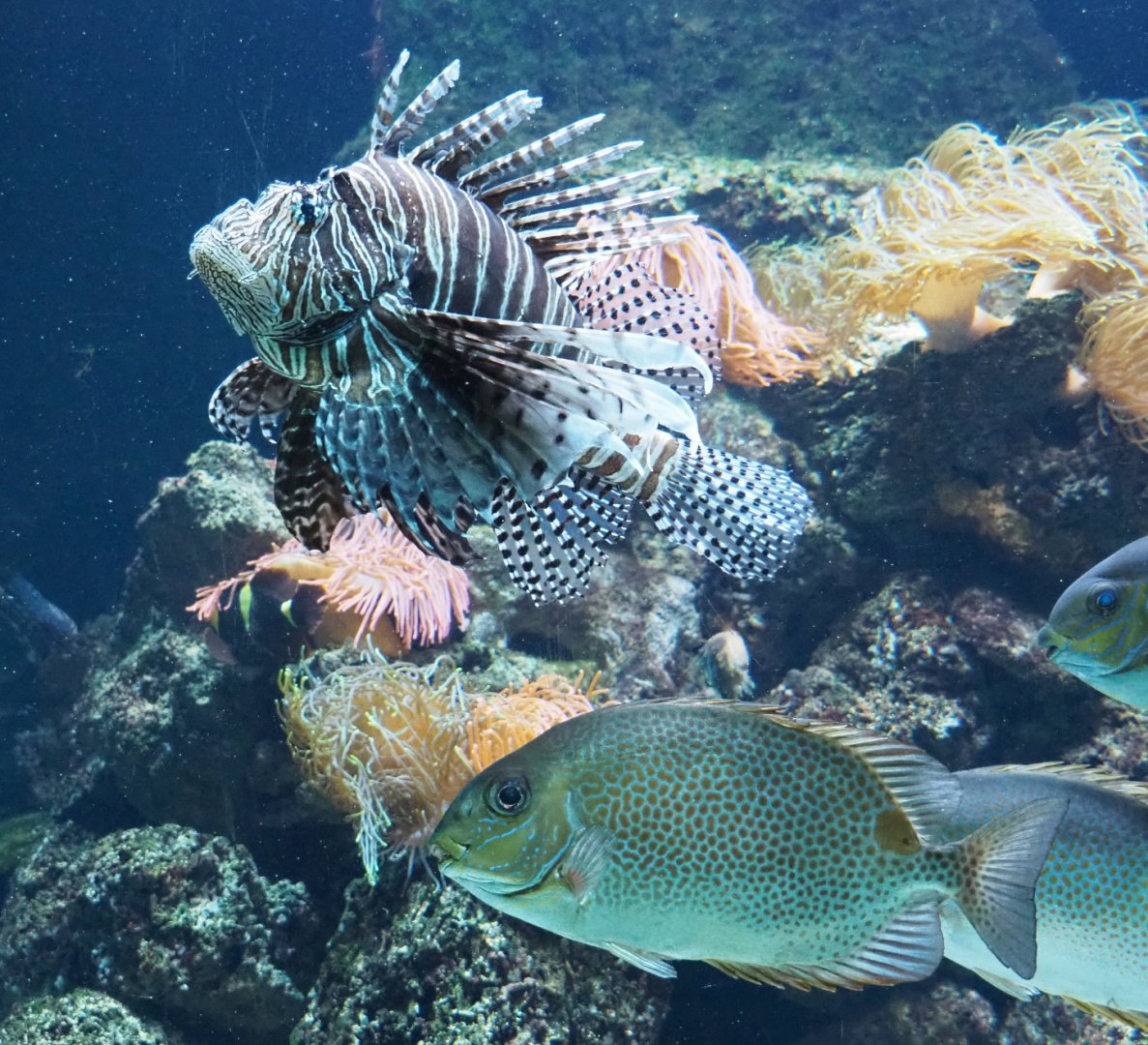 Red lionfish (Pterois volitans) and Orange-spotted spinefoot (Siganus guttatus), 2021-07-17