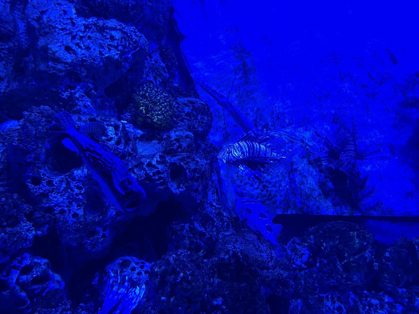 red lionfish (pterois volitans) - BX Sea