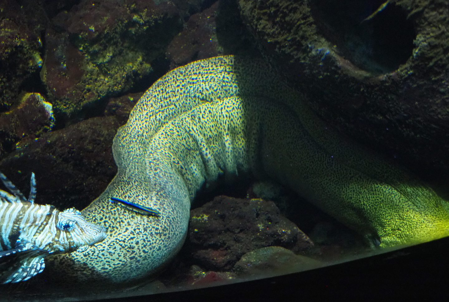 Red lionfish (Pterois volitans), Giant moray (Gymnothorax javanicus) and Bluestreak cleaner wrasse (Labroides dimidiatus), 2022-09-14