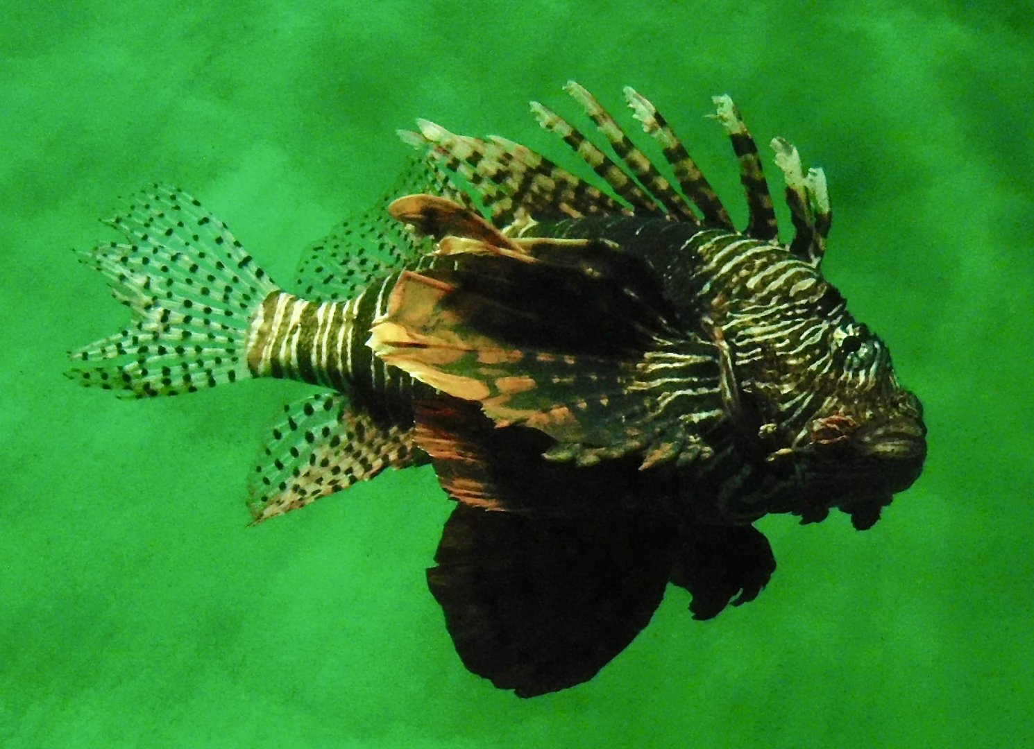 Red Lionfish (Pterois volitans) November 8, 2025