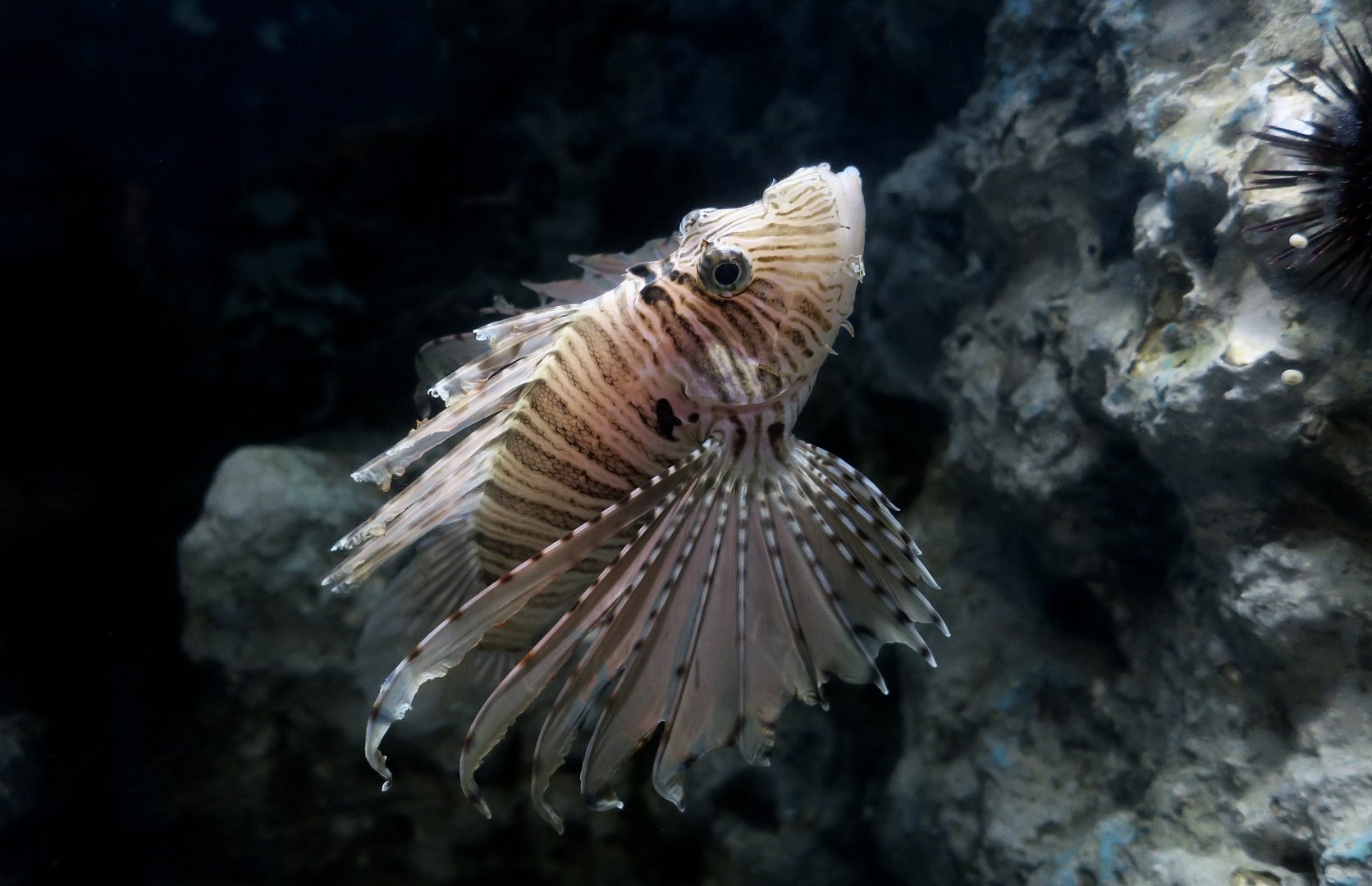 Red Lionfish (Pterois volitans) - Xpark