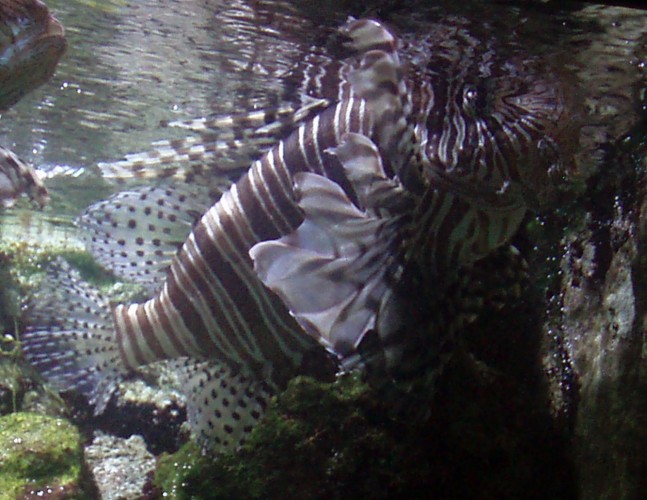 Red Lionfish (Pterois volitans)